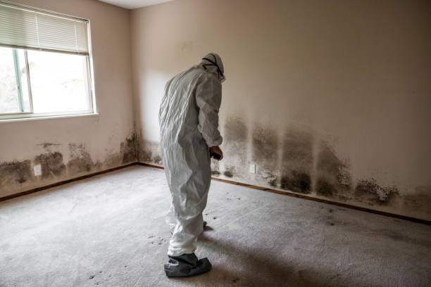 Mold Documentation for Insurance Claims in Waynesboro, VA